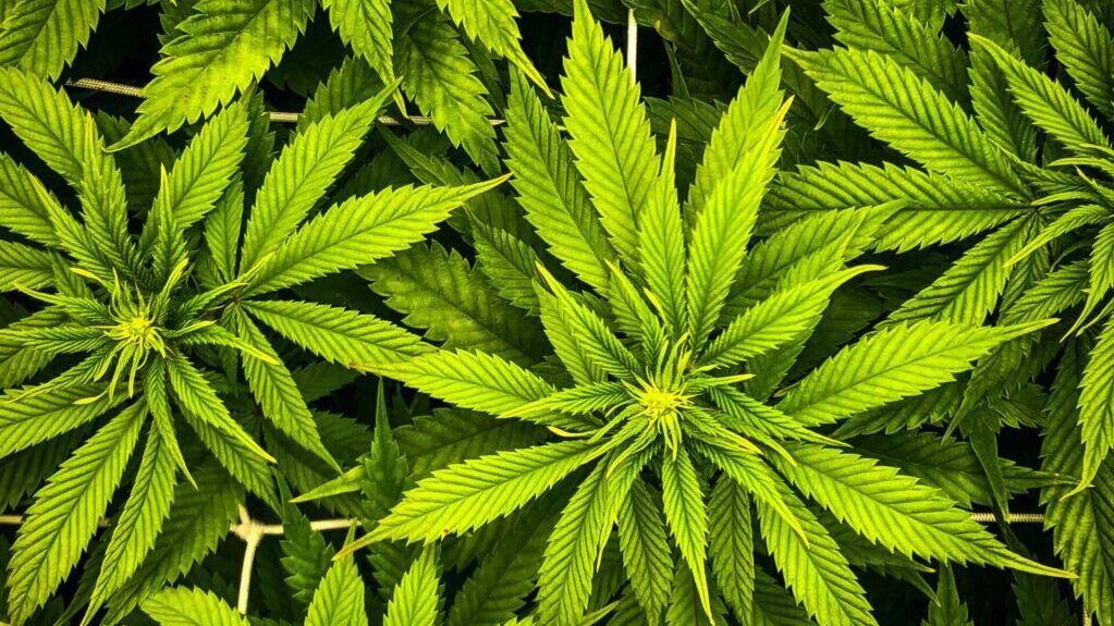 Cannabis sales pitch concerns Highgate School